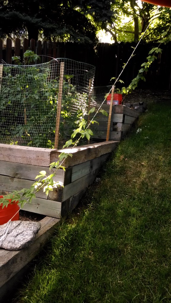 Cascade and Centennial hops, on the vine